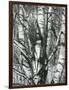 Trees, 1972-Brett Weston-Framed Photographic Print