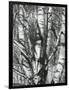 Trees, 1972-Brett Weston-Framed Photographic Print