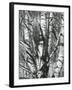 Trees, 1972-Brett Weston-Framed Photographic Print