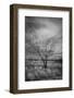 Trees after a control burn for eastern red cedar, Bosque del Apache, New Mexico-Maresa Pryor-Luzier-Framed Photographic Print