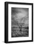 Trees after a control burn for eastern red cedar, Bosque del Apache, New Mexico-Maresa Pryor-Luzier-Framed Photographic Print