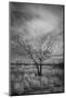 Trees after a control burn for eastern red cedar, Bosque del Apache, New Mexico-Maresa Pryor-Luzier-Mounted Photographic Print