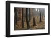 Trees after a Forest Fire in the King's Canyon National Park, California-Marco Isler-Framed Photographic Print