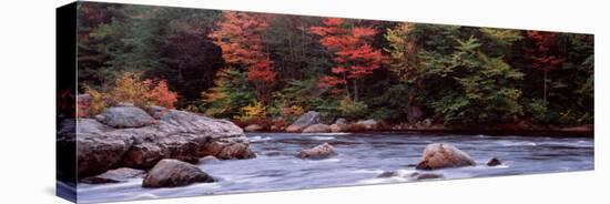 Trees Along a River, Moose River, Adirondack Mountains, New York State, USA-null-Stretched Canvas