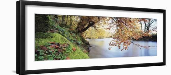 Trees Along a River, River Dart, Bickleigh, Mid Devon, Devon, England-null-Framed Photographic Print