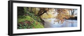 Trees Along a River, River Dart, Bickleigh, Mid Devon, Devon, England-null-Framed Photographic Print