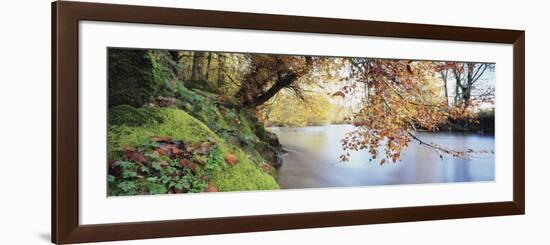 Trees Along a River, River Dart, Bickleigh, Mid Devon, Devon, England-null-Framed Photographic Print