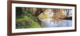 Trees Along a River, River Dart, Bickleigh, Mid Devon, Devon, England-null-Framed Photographic Print