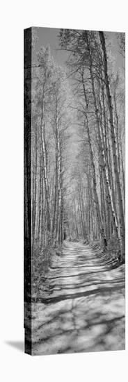 Trees Along a Road, Log Cabin Gold Mine, Eastern Sierra, Californian Sierra Nevada, California, USA-null-Stretched Canvas