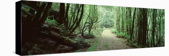 Trees along a Trail, Rain Forest Trail, Wild Rivers National Park, Australia-null-Stretched Canvas