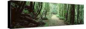 Trees along a Trail, Rain Forest Trail, Wild Rivers National Park, Australia-null-Stretched Canvas