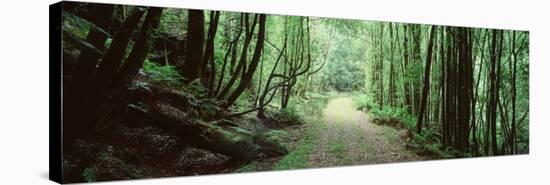 Trees along a Trail, Rain Forest Trail, Wild Rivers National Park, Australia-null-Stretched Canvas