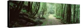 Trees along a Trail, Rain Forest Trail, Wild Rivers National Park, Australia-null-Stretched Canvas