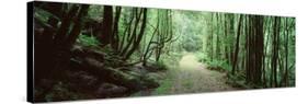 Trees along a Trail, Rain Forest Trail, Wild Rivers National Park, Australia-null-Stretched Canvas