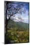 Trees along Blue Ridge Parkway, Smoky Mountains, USA.-Anna Miller-Mounted Photographic Print