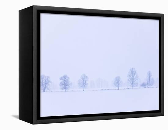 Trees Along Fence in Winter-Jim Craigmyle-Framed Stretched Canvas