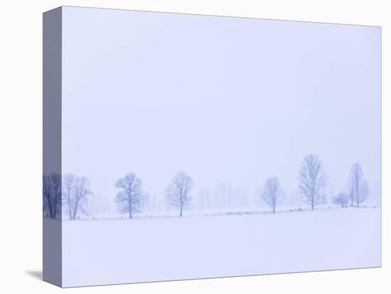 Trees Along Fence in Winter-Jim Craigmyle-Stretched Canvas