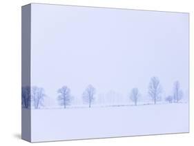 Trees Along Fence in Winter-Jim Craigmyle-Stretched Canvas