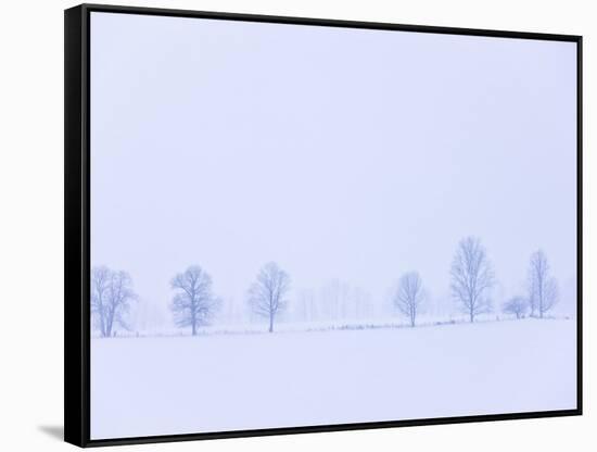 Trees Along Fence in Winter-Jim Craigmyle-Framed Stretched Canvas