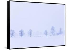 Trees Along Fence in Winter-Jim Craigmyle-Framed Stretched Canvas