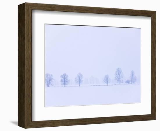 Trees Along Fence in Winter-Jim Craigmyle-Framed Photographic Print