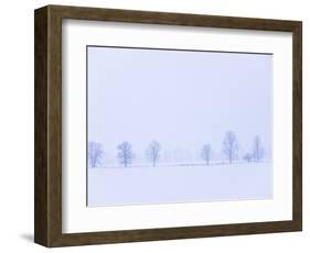 Trees Along Fence in Winter-Jim Craigmyle-Framed Photographic Print