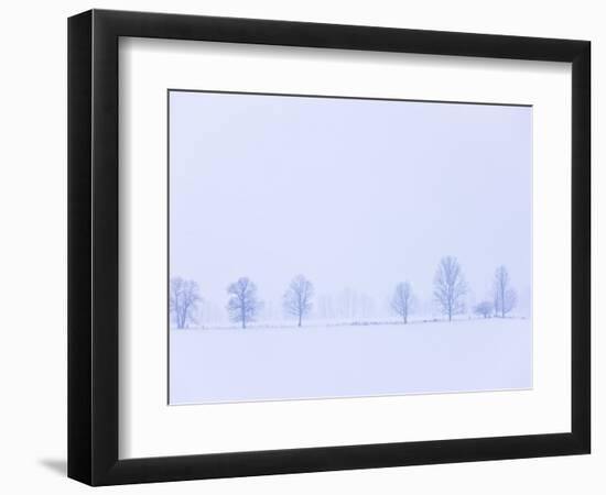 Trees Along Fence in Winter-Jim Craigmyle-Framed Photographic Print