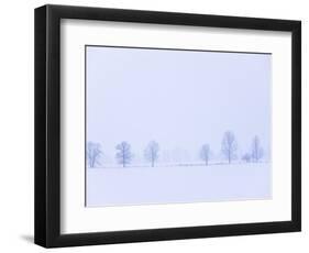 Trees Along Fence in Winter-Jim Craigmyle-Framed Photographic Print