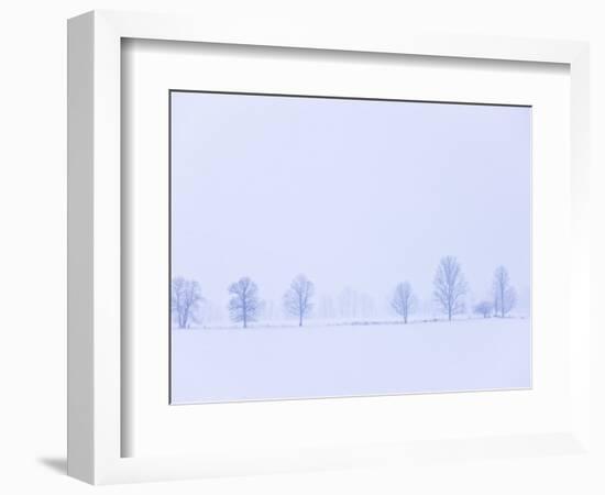 Trees Along Fence in Winter-Jim Craigmyle-Framed Photographic Print