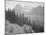 Trees And Bushes In Foreground Mountains In Bkgd "In Glacier National Park" Montana. 1933-1942-Ansel Adams-Mounted Art Print