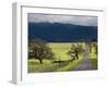 Trees and Country Road, Santa Barbara Wine Country, Santa Ynez, Southern California, Usa-Walter Bibikow-Framed Photographic Print