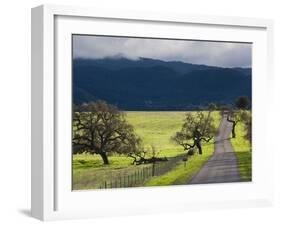 Trees and Country Road, Santa Barbara Wine Country, Santa Ynez, Southern California, Usa-Walter Bibikow-Framed Photographic Print