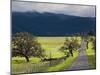 Trees and Country Road, Santa Barbara Wine Country, Santa Ynez, Southern California, Usa-Walter Bibikow-Mounted Photographic Print