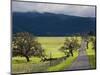 Trees and Country Road, Santa Barbara Wine Country, Santa Ynez, Southern California, Usa-Walter Bibikow-Mounted Photographic Print