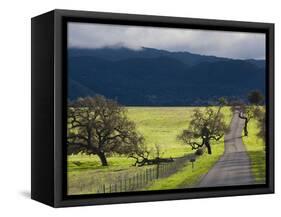 Trees and Country Road, Santa Barbara Wine Country, Santa Ynez, Southern California, Usa-Walter Bibikow-Framed Stretched Canvas