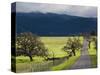 Trees and Country Road, Santa Barbara Wine Country, Santa Ynez, Southern California, Usa-Walter Bibikow-Stretched Canvas