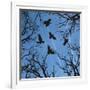 Trees and Crows Flying in the Sky-Gepard-Framed Art Print