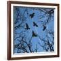 Trees and Crows Flying in the Sky-Gepard-Framed Art Print