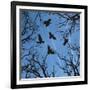 Trees and Crows Flying in the Sky-Gepard-Framed Art Print