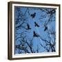 Trees and Crows Flying in the Sky-Gepard-Framed Premium Giclee Print