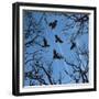 Trees and Crows Flying in the Sky-Gepard-Framed Premium Giclee Print