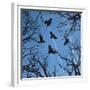 Trees and Crows Flying in the Sky-Gepard-Framed Premium Giclee Print