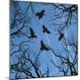 Trees and Crows Flying in the Sky-Gepard-Mounted Premium Giclee Print