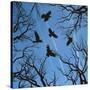 Trees and Crows Flying in the Sky-Gepard-Stretched Canvas