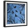 Trees and Crows Flying in the Sky-Gepard-Framed Art Print