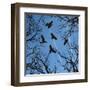 Trees and Crows Flying in the Sky-Gepard-Framed Art Print