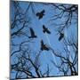 Trees and Crows Flying in the Sky-Gepard-Mounted Art Print