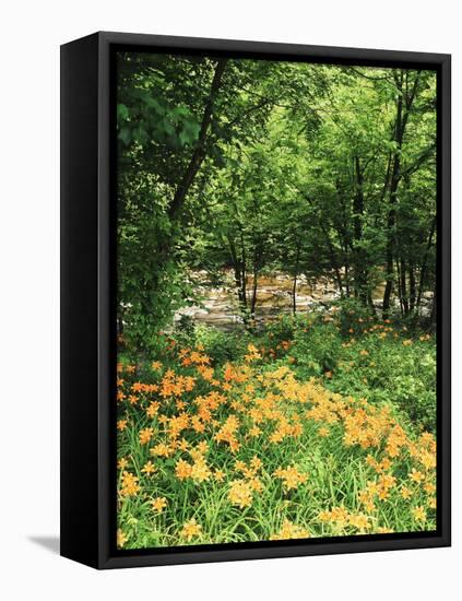 Trees and Daylily Along Little Pigeon River, Great Smoky Mountains National Park, Tennessee, USA-Adam Jones-Framed Stretched Canvas