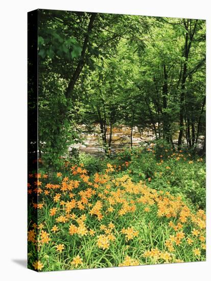 Trees and Daylily Along Little Pigeon River, Great Smoky Mountains National Park, Tennessee, USA-Adam Jones-Stretched Canvas