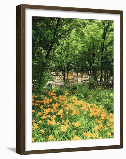 Trees and Daylily Along Little Pigeon River, Great Smoky Mountains National Park, Tennessee, USA-Adam Jones-Framed Premium Photographic Print